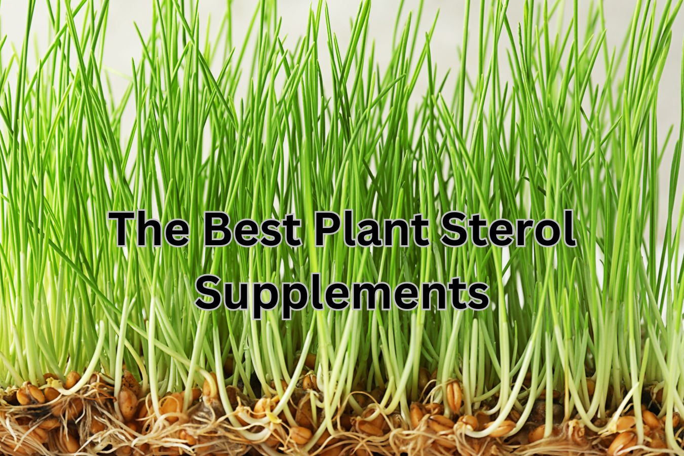 The Best Plant Sterol Supplements for Lowering Cholesterol - Life Tree HQ